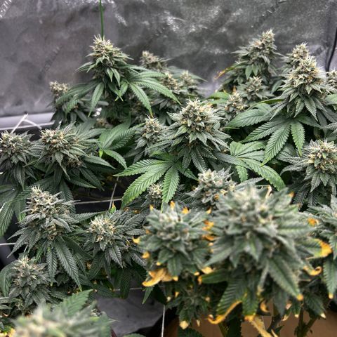 Step Child growlog timeline photo