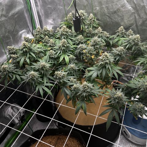Step Child growlog timeline photo