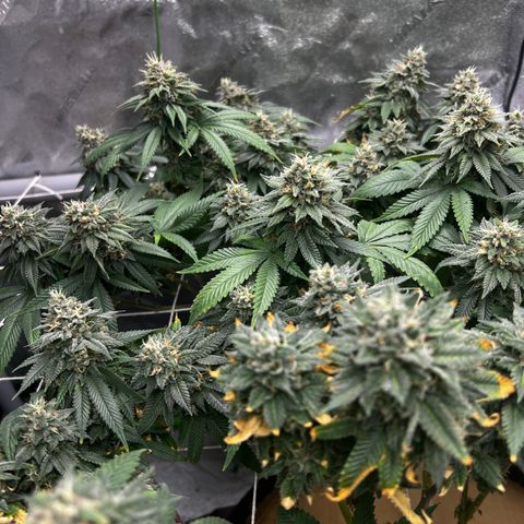 Step Child growlog timeline photo