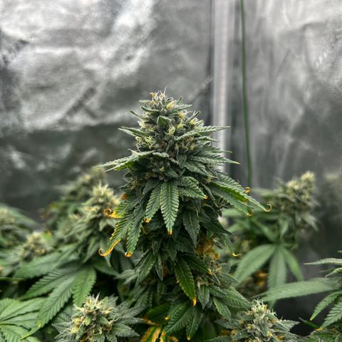 Step Child growlog timeline photo
