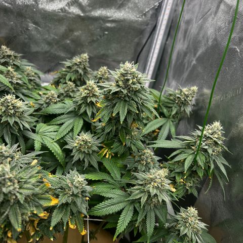 Step Child growlog timeline photo