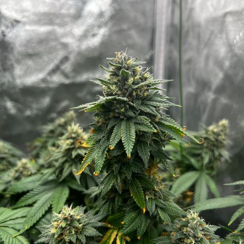 Step Child growlog timeline photo