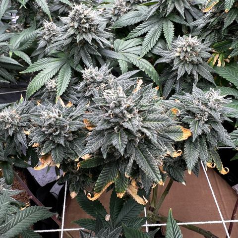 Step Child growlog timeline photo