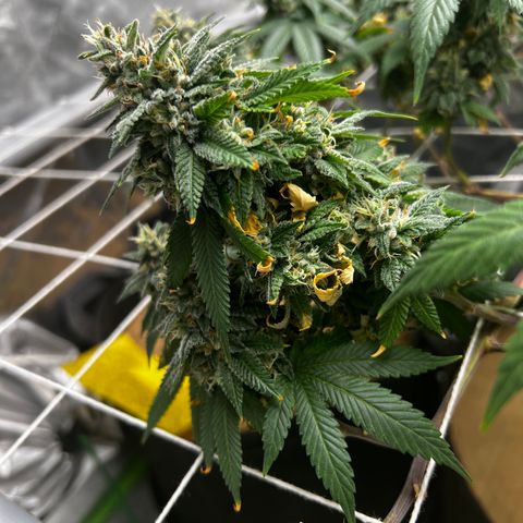 Step Child growlog timeline photo