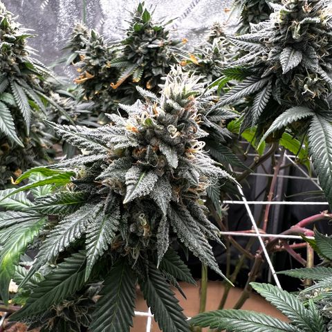 Step Child growlog timeline photo