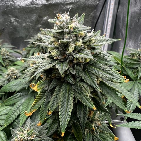 Step Child growlog timeline photo