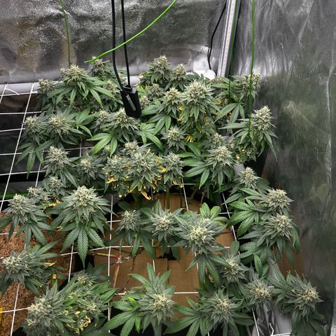 Step Child growlog timeline photo