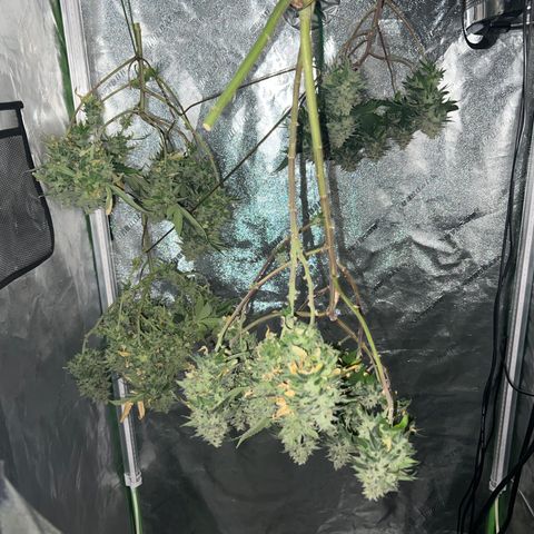 Step Child growlog timeline photo
