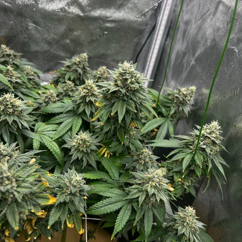 Step Child growlog timeline photo