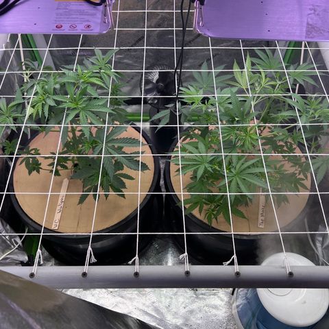 Step Child growlog timeline photo