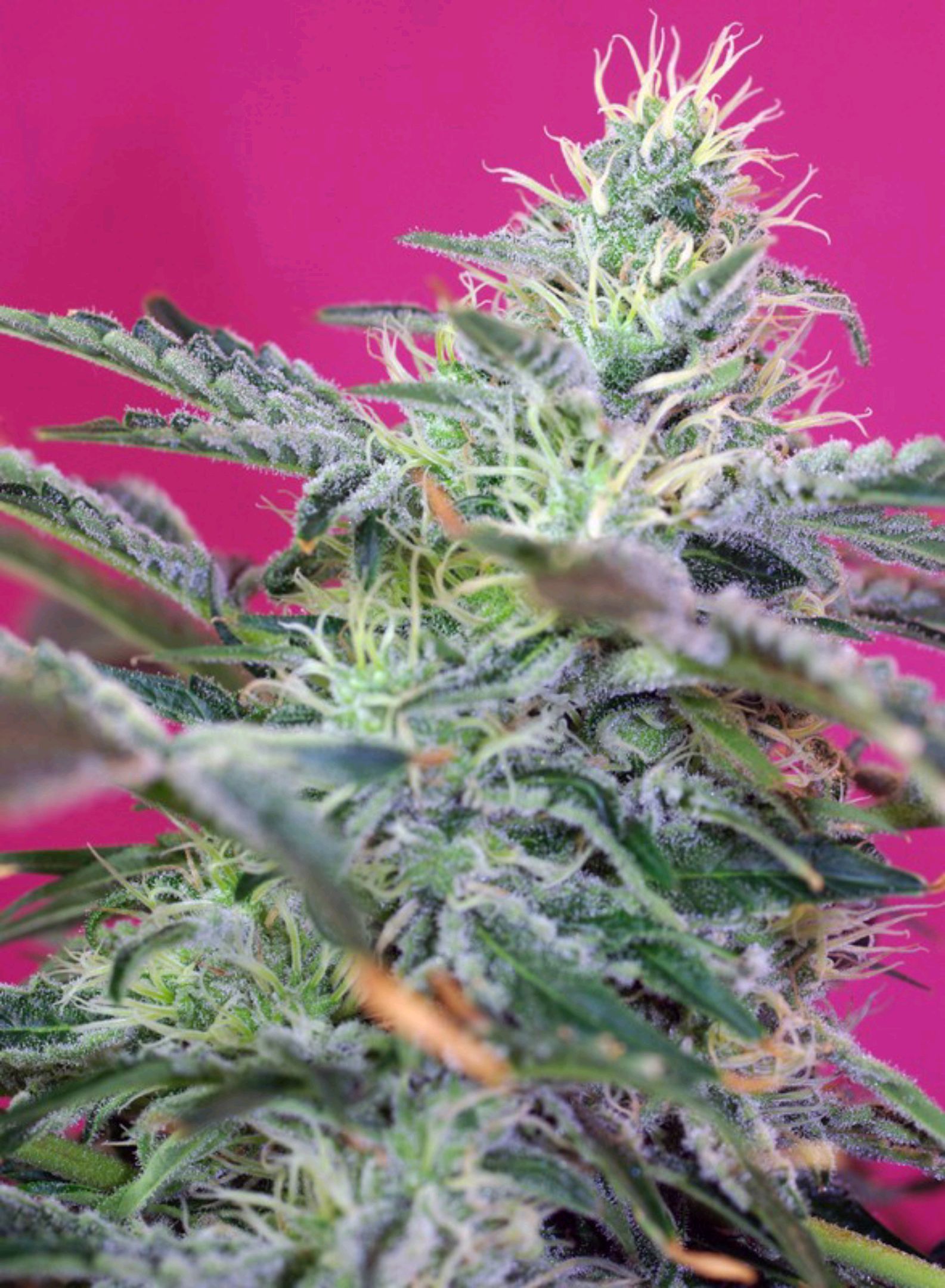 Sweet Cheese Auto #1 growlog header