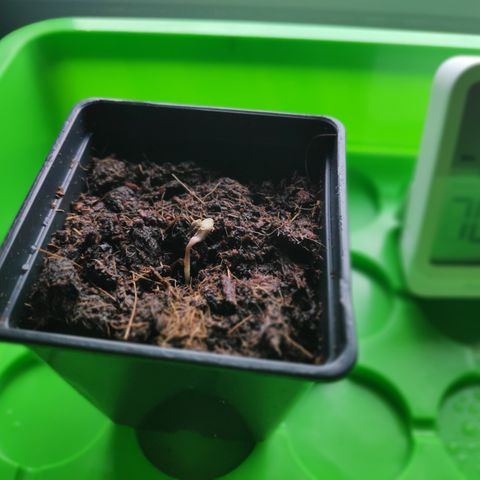 Queen #1 (Skunk) growlog photo: Statu: Sämling
10:45 Uhr 