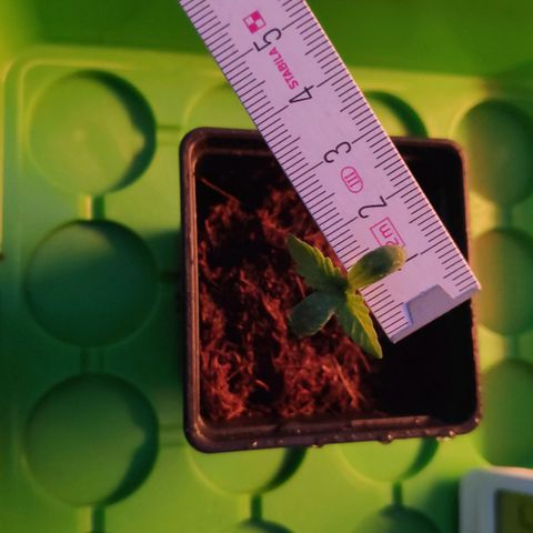 Queen #1 (Skunk) growlog timeline photo