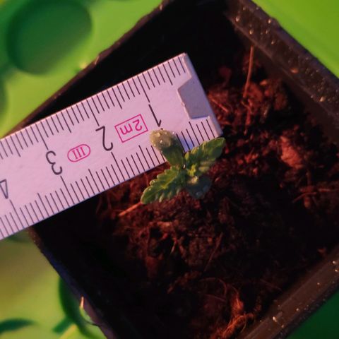 Queen #2 (Skunk) growlog timeline photo