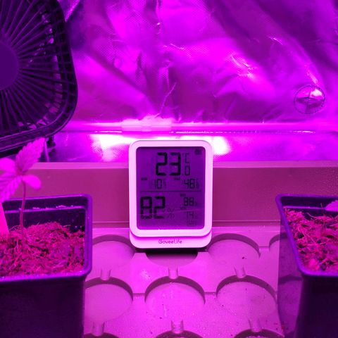 Queen #1 (Skunk) growlog timeline photo