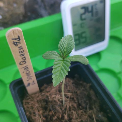Queen #1 (Skunk) growlog timeline photo