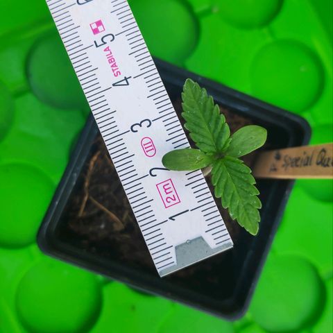 Queen #1 (Skunk) growlog timeline photo