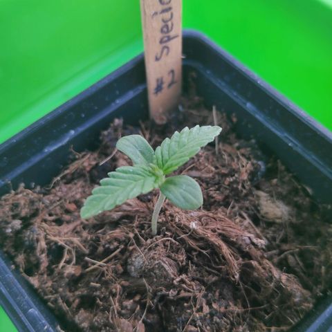 Queen #2 (Skunk) growlog timeline photo