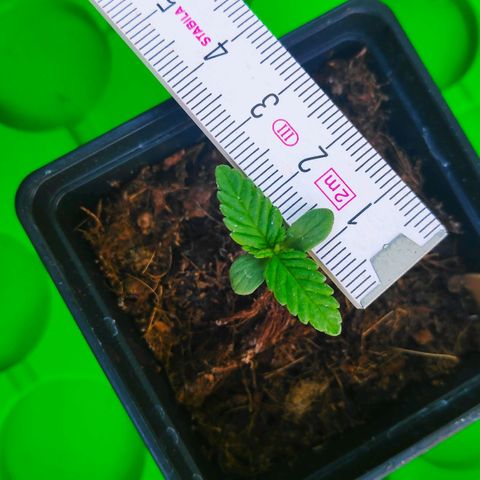 Queen #2 (Skunk) growlog timeline photo