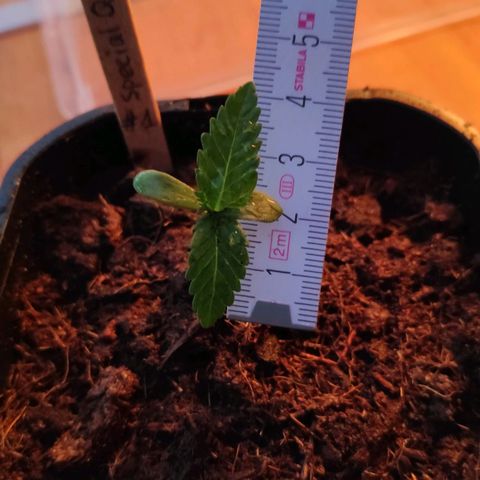 Queen #1 (Skunk) growlog timeline photo