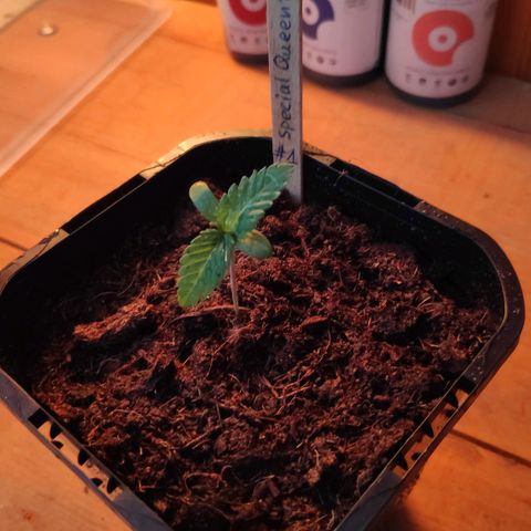Queen #1 (Skunk) growlog timeline photo