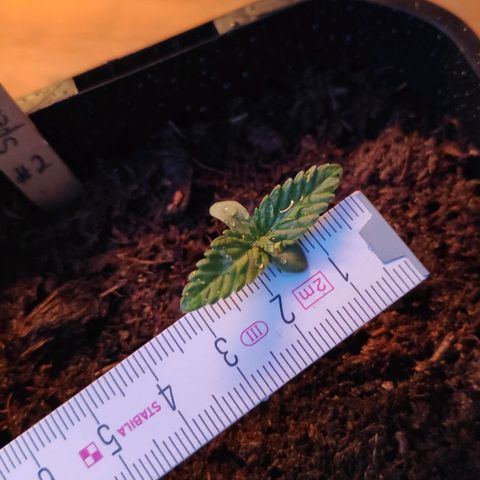 Queen #2 (Skunk) growlog timeline photo