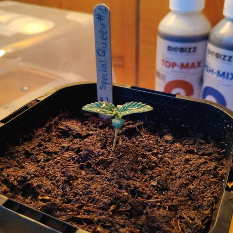 Queen #2 (Skunk) growlog timeline photo