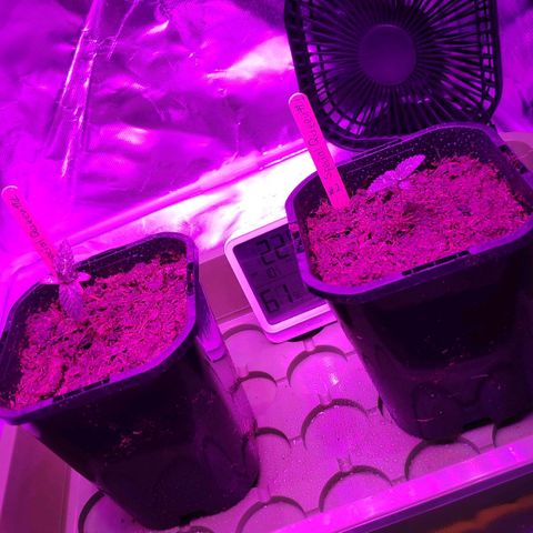 Queen #1 (Skunk) growlog timeline photo