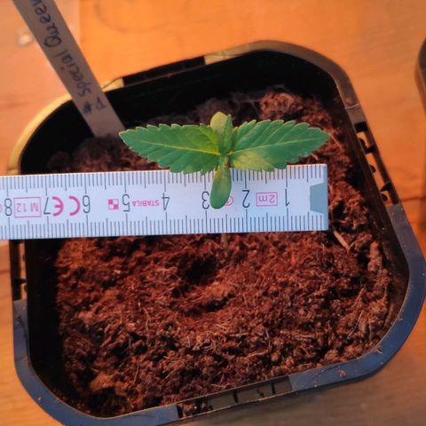 Queen #1 (Skunk) growlog timeline photo
