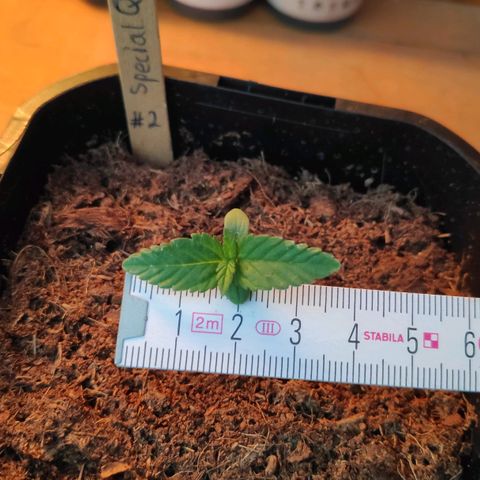 Queen #2 (Skunk) growlog timeline photo