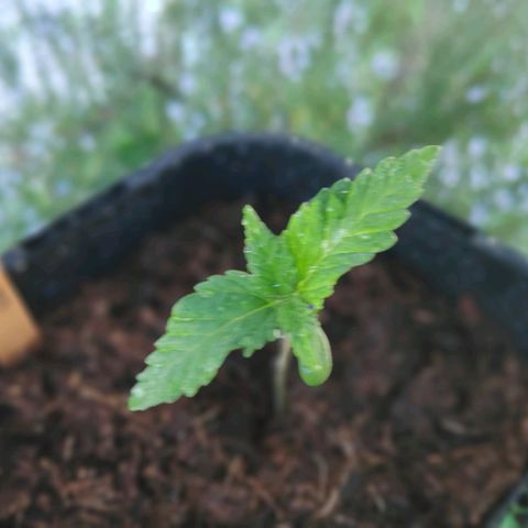 Queen #1 (Skunk) growlog timeline photo