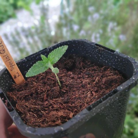 Queen #2 (Skunk) growlog timeline photo