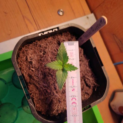Queen #2 (Skunk) growlog timeline photo