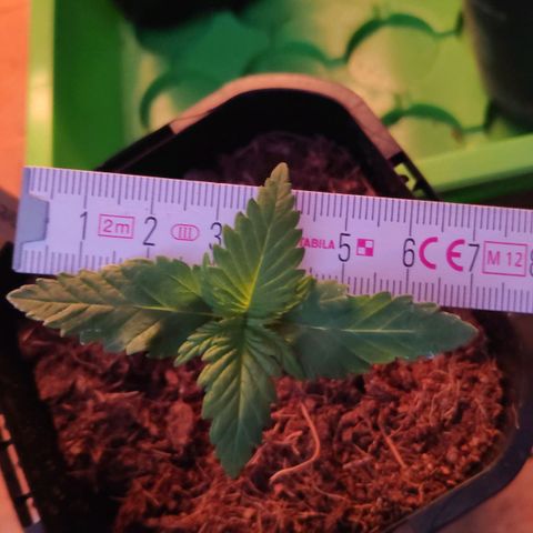 Queen #1 (Skunk) growlog timeline photo
