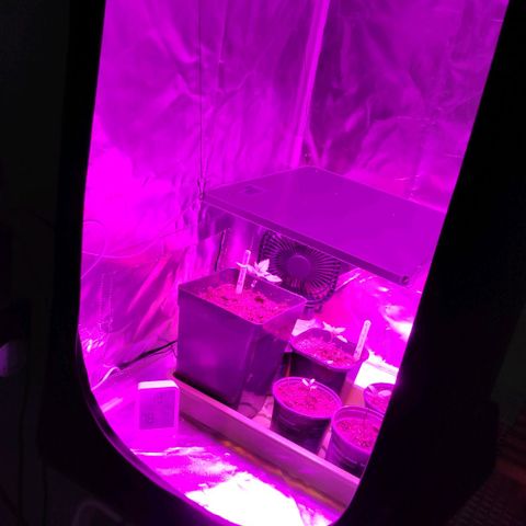 Queen #1 (Skunk) growlog timeline photo
