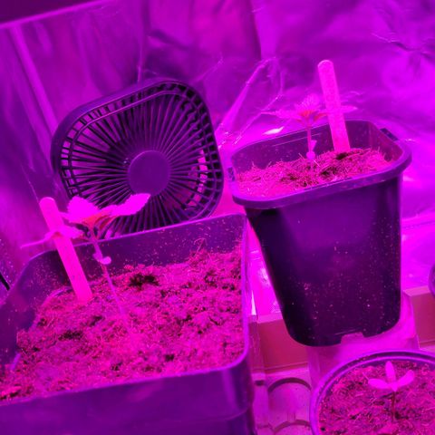 Queen #1 (Skunk) growlog timeline photo
