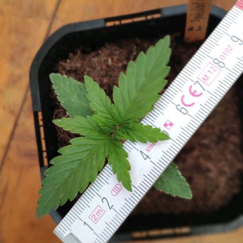Queen #2 (Skunk) growlog timeline photo