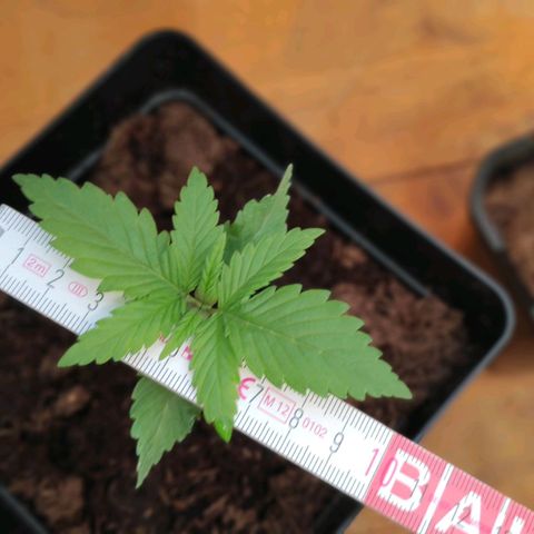 Queen #1 (Skunk) growlog timeline photo