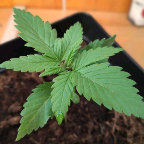 Queen #1 (Skunk) growlog timeline photo