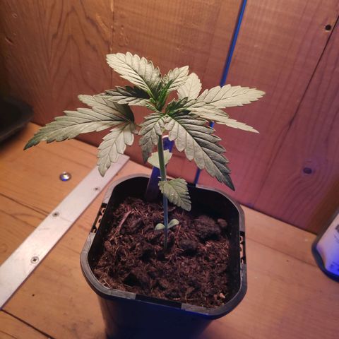 Queen #2 (Skunk) growlog timeline photo