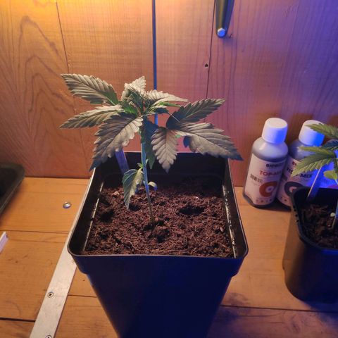 Queen #1 (Skunk) growlog timeline photo