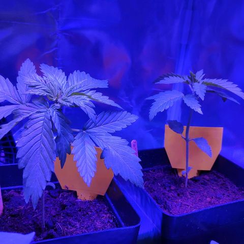 Queen #1 (Skunk) growlog timeline photo