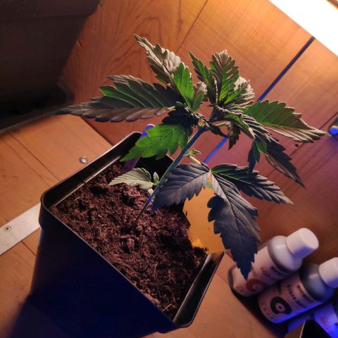 Queen #1 (Skunk) growlog timeline photo