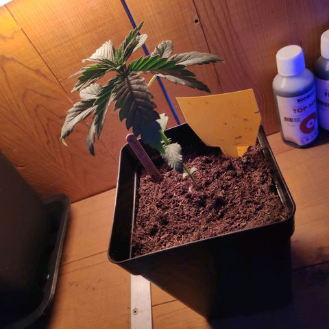 Queen #2 (Skunk) growlog timeline photo