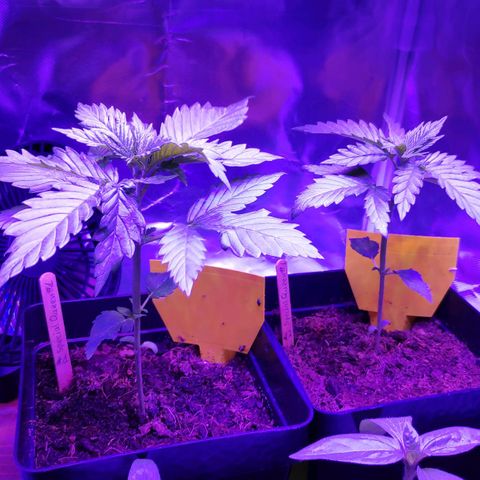 Queen #1 (Skunk) growlog timeline photo