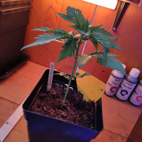 Queen #1 (Skunk) growlog timeline photo