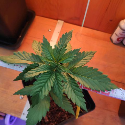 Queen #1 (Skunk) growlog timeline photo