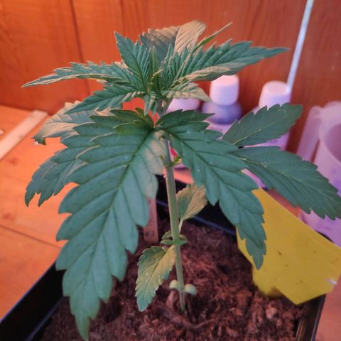 Queen #2 (Skunk) growlog timeline photo