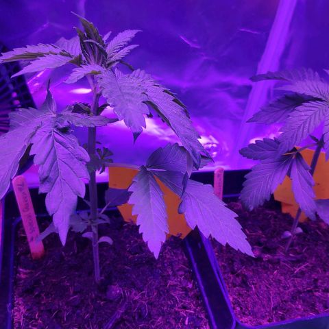 Queen #1 (Skunk) growlog timeline photo