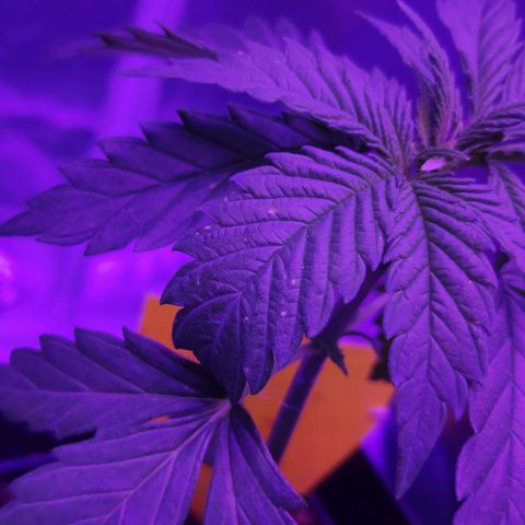 Queen #2 (Skunk) growlog timeline photo